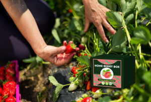 Home Berry Box set de cultivare a căpșunilor, cum să utilizați, cum funcționează,