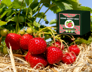 Home Berry Box комплект за отглеждане на ягоди, как да го използвате, как работи